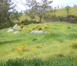 カリフォルニアの州の花、カリフォルニアポピー