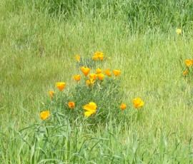 鮮やかなオレンジの花びらが草原に映えます
