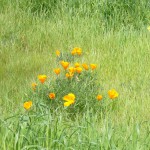 鮮やかなオレンジの花びらが草原に映えます