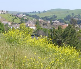 菜の花は、春の草地の定番