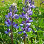 ルピナスもよく見かける花