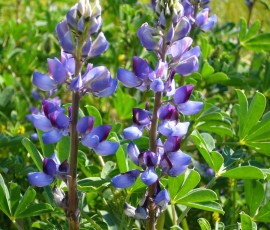 ルピナスもよく見かける花