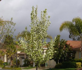真っ白な花の桜。今年は葉桜となりました