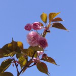 我が家の八重桜。今年はちょっと花が少なくて残念