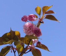 我が家の八重桜。今年はちょっと花が少なくて残念