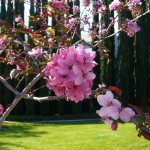 花びらがとんがってます