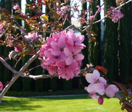 花びらがとんがってます