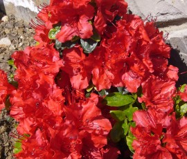 我が家のツツジ。小さいながらも、とにかく元気がいい