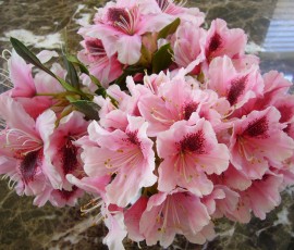 友達のお庭からのシャクナゲ