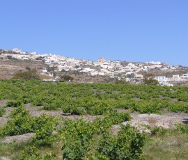 島には、ぶどう畑が広がります