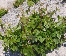 地を這うタイプのぶどう