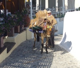 ロバは生活に溶け込んでます