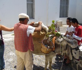 野菜を運ぶロバくん