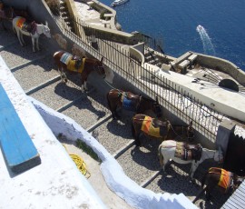 旧港近くで待機するロバ隊