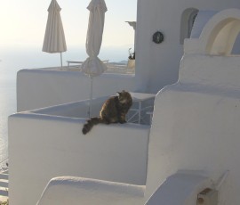 猫ちゃんもサントリーニ名物