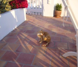 今日は別の猫ちゃん