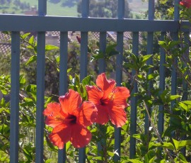 庭のハイビスカスが気分を盛り上げます