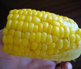 朝摘みのとうもろこしは最高です