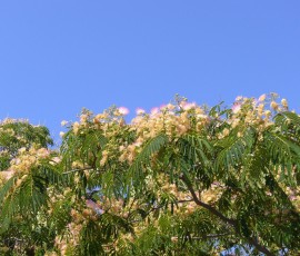 満開のねむの木