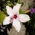 6月中旬、初めて花を咲かせたハイビスカス