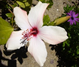 6月中旬、初めて花を咲かせたハイビスカス