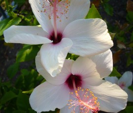 1週間後、次々と花を咲かせます