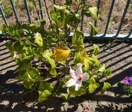 開花初日。カタツムリに葉っぱを食べられています