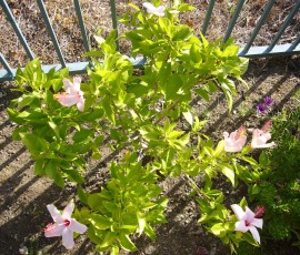 ふた月後。葉っぱもずいぶん健康的です