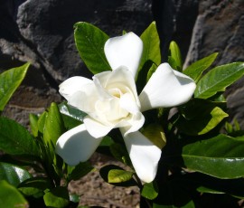 前庭に咲いたガーディニア(クチナシ)