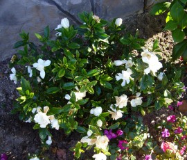 元気に花を咲かせています