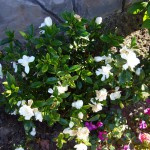 元気に花を咲かせています