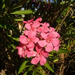 我が家の夏の定番、夾竹桃(きょうちくとう)