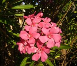 我が家の夏の定番、夾竹桃(きょうちくとう)