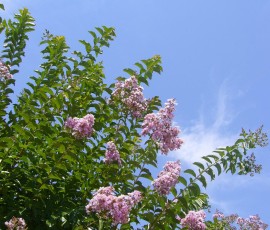 やっぱり夏の花、百日紅(さるすべり)