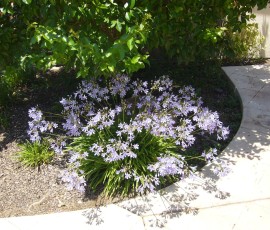 百日紅の足元には、アガパンサス(紫君子蘭)