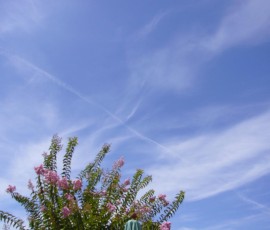 刷毛で引いたような雲(8月中旬)