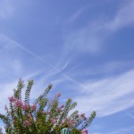 刷毛で引いたような雲(8月中旬)