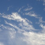 あ、鳥さん発見!(8月下旬)