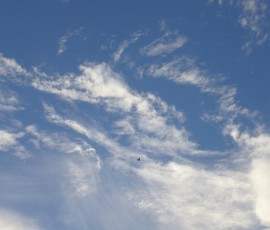 あ、鳥さん発見!(8月下旬)