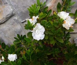 なぜだか今また咲いているツツジ