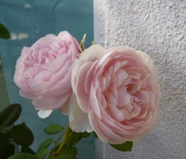 思い出したように咲くバラ