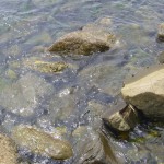 波打ち際の水もきれい