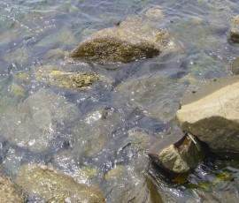波打ち際の水もきれい