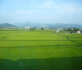 田んぼ!青森へ向かう途中です