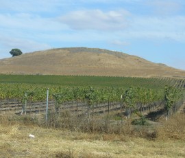 ぶどう畑29号線のそばにも、ぶどう畑