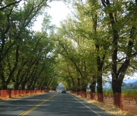 紅葉が少しずつ始まっていました