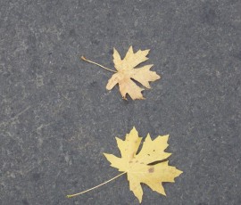 メープルリーフ。ふたり仲良し