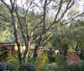 苔むした木が夕日に輝く