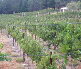 いざワイナリーツアーへ!おっと、ホテルにもぶどう畑が