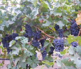 まもなく収穫です